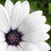 Beautiful White Flowers With Raindrops Poster