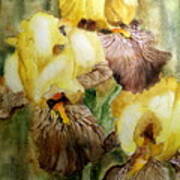 Beautiful Yellow Iris Poster