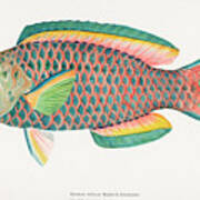 Beautifully Colored Exotic Fish Poster