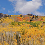 Beauty On Kebler Pass Poster