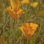 Beauty Surrounds Us Poster