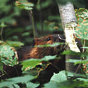 Beaver And Poplar Tree Poster