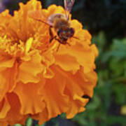 Bee And Marigold Poster