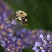 Bee Approaches Lavender Poster