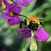 Bee At Work Poster