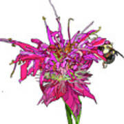 Bee Balm Poster