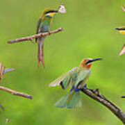 Bee-eater Collage Poster