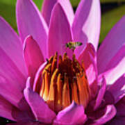 Bee Hovering Over Pink Water Lily Poster