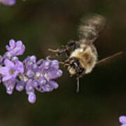 Bee Landing On Lavender Poster