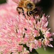 Bee On Flower 4 Poster