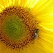Bee On Sunflower Poster