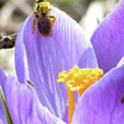 Bee Pollen Poster