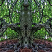 Beech Tree Image Pareidolia Poster