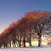 Beeches At Sunset Poster