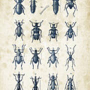 Beetles - 1897 - 03 Poster