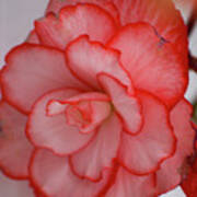 Begonia Beauty Poster