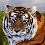 Bengal Tiger Portrait Poster