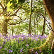 Bent Tree In Bluebell Forest Poster