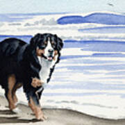 Bernese Mountain Dog At The Beach Poster