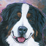 Bernese Mountain Dog Kona Poster