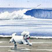 Bichon Frise At The Beach Poster