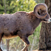 Big Horn Ram Poster