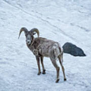 Big Horn Sheep Poster