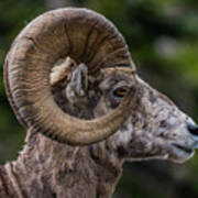 Big Horn Sheep Side View Looking Right Poster