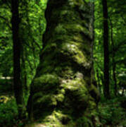 Big Moody Tree In Forest Poster