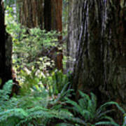 Big Trees And Ferns Poster