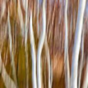 Birch Abstract No. 5 Poster