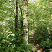 Birch Tree Hiking Trail Poster