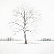 Birch Tree Upon The Winter Plain Poster