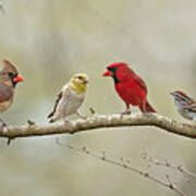 Bird Congregation Poster