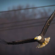 Bird In Flight Poster