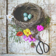 Bird Nest With Blue Bird Eggs Beauty Poster