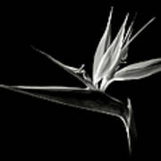 Bird Of Paradise In Black And White Poster