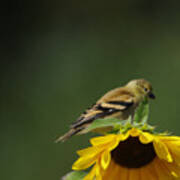 Bird On A Flower Poster