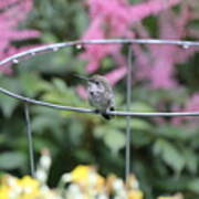 Bird On A Wire Poster