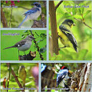 Birds Around My House Collage Poster