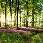 Birds Flying Though Bluebell Wood Poster