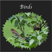Birds Poster