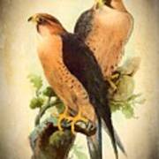 Birds Of Prey 1 Poster