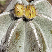 Bishop's Cap Cactus Poster