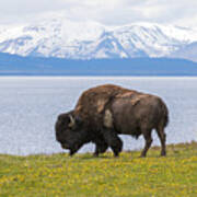 Bison At The Lake Poster