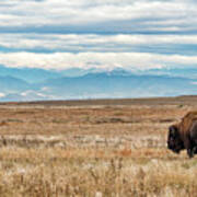Bison Bull In The Shadow Of The Rocky Mountains Poster