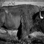 Bison Bull Poster