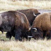 Bison Fight Poster