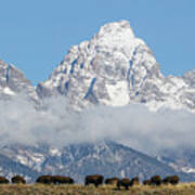 Bison In The Tetons Poster
