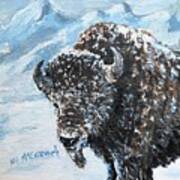Bison Of The Tetons Poster